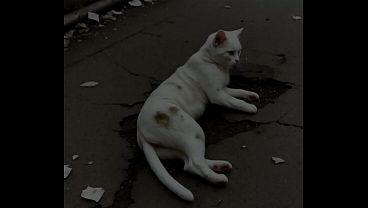 I became Felicia’s master (AI-generated) (No live-action) (NSFW) (fully voice)